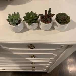 succulents